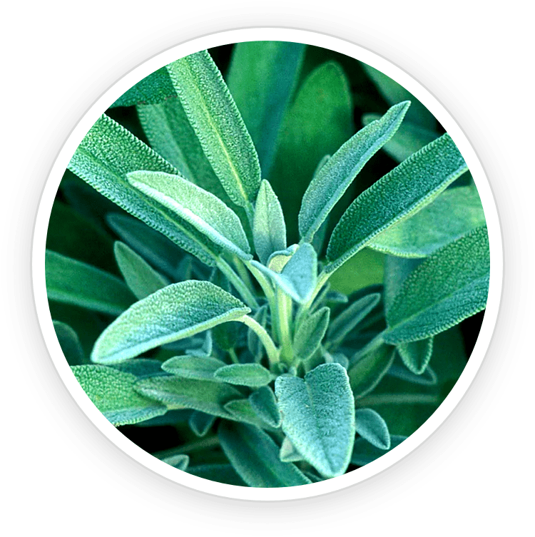 Sage